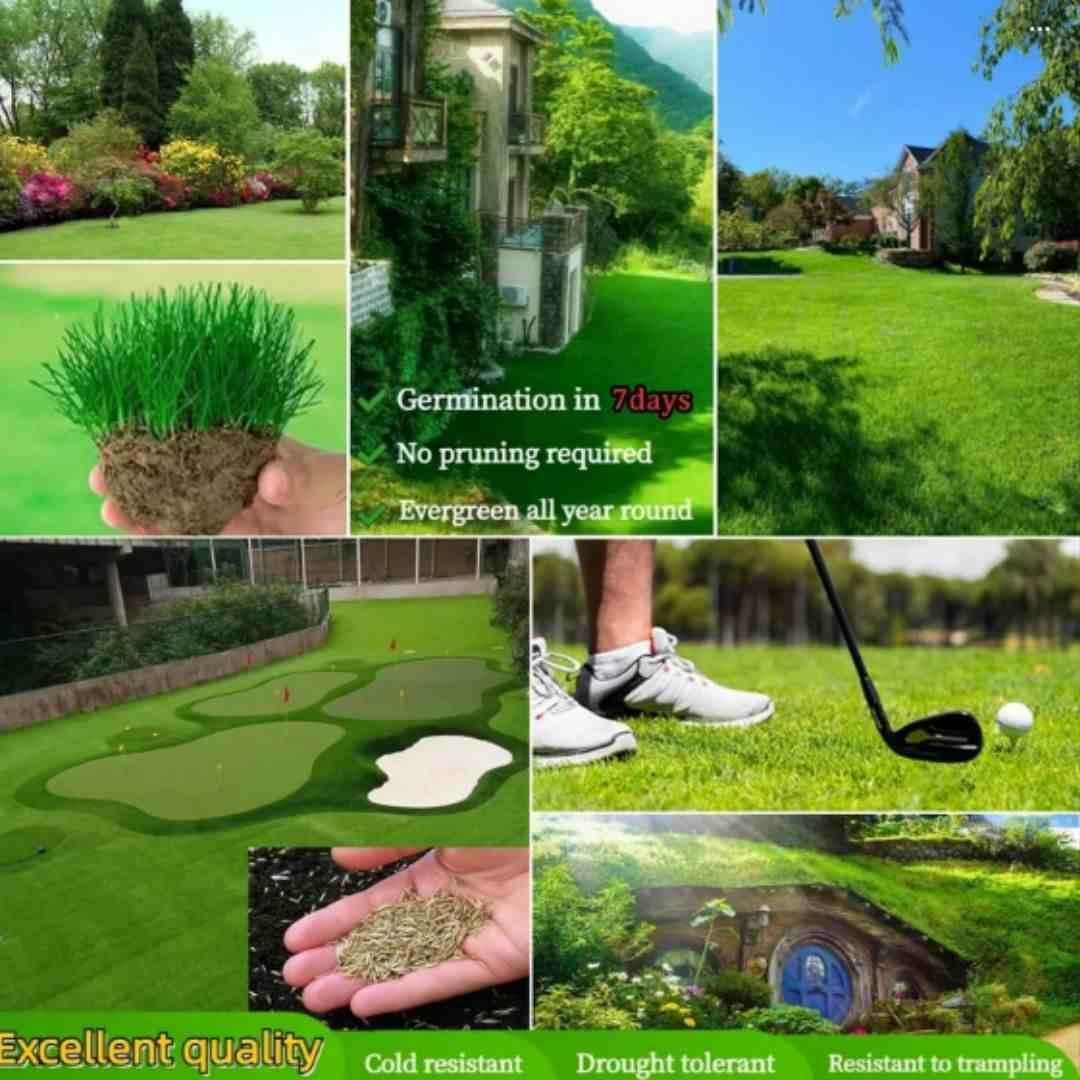Grass Seeds Hybrid Best
